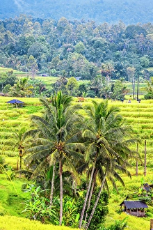 Rice Field Prints: Jatiluwih Rice Terrace is a stunning UNESCO World Heritage Site