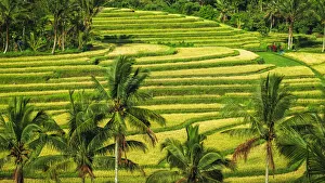 Verdant Prints: Jatiluwih Rice Terrace (UNESCO World Heritage Site), Bali, Indonesia