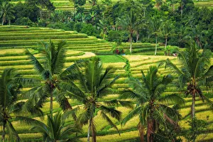 Images Dated 1st July 2020: Jatiluwih Rice Terrace (UNESCO World Heritage Site), Bali, Indonesia