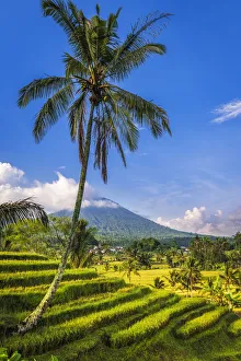 Images Dated 1st July 2020: Jatiluwih Rice Terrace (UNESCO World Heritage Site), Bali, Indonesia