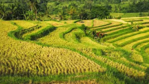 Images Dated 1st July 2020: Jatiluwih Rice Terrace (UNESCO World Heritage Site), Bali, Indonesia
