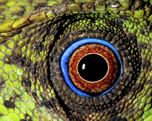 Prints of Javan hump-headed lizard Images Dated 2025 January: Javan hump-headed lizard