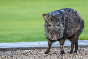 Town Square Prints: Javelina in Ajo, Arizona, USA