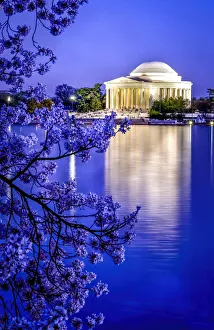 Cherry Blossom Prints: The Jefferson Memorial with cherry blossoms at the Tidal Basin, Washington DC