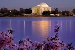 Cherry Blossom Prints: The Jefferson Memorial and Tidal Basin in April with cherry blossoms, Washington DC