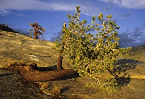 Hardy Prints: Jeffrey Pine tree, (Pinus jeffreyi)