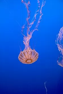 Images Dated 26th March 2007: Jellyfish display at the Monterey Bay Aquarium in Monterey, California