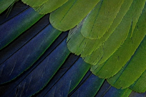 Fanned Out Prints: Jenday Conure