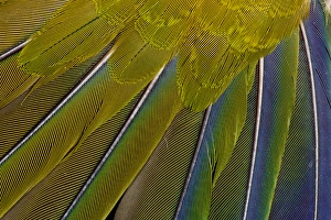 Jenday Conure
