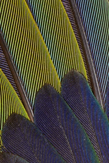 Images Dated 25th March 2010: Jenday Conure Wing Feather Detail