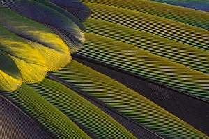Images Dated 31st March 2010: Jenday Conure Wing Feather Detail