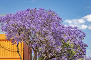 Prints of Jerez de la Frontera, Cadiz, Andalusia, Spain. A purple flowering tree against blue sky Images Dated 2024 December: Jerez de la Frontera, Cadiz, Andalusia, Spain. A purple flowering tree against blue sky