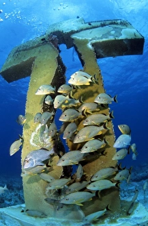 Cancun Prints: Jesus cross Cancun Mexico