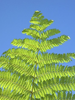 Type Prints: Jet Park Hotel has plantings of giant ferns