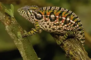 Secondary Growth Prints: Jewel chameleon (Furcifer lateralis) commonly encountered across the island except in NW MADAGASCAR