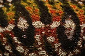Pet Trade Prints: Jewel chameleon skin (Furcifer lateralis) commonly encountered across the island