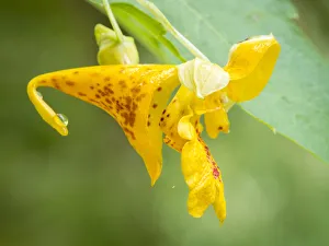 Minnesota Prints: Jewelweed, Lebanon Hills Park, Central Minnesota