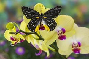 Jezebels Butterfly, Delias sp in the Pieridae family