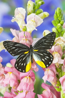 Images Dated 2nd November 2014: Jezebels Butterfly, Delias sp in the Pieridae family