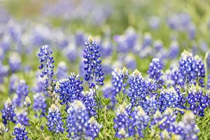 Johnson City, Texas, USA. Bluebonnet wildflowers in the Texas Hill Country