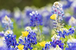 Johnson City, Texas, USA. Bluebonnet wildflowers in the Texas Hill Country