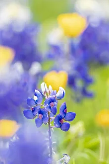 Images Dated 17th June 2021: Johnson City, Texas, USA. Bluebonnet wildflowers in the Texas Hill Country