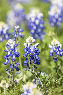 Johnson City, Texas, USA. Bluebonnet wildflowers in the Texas Hill Country