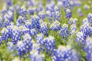 Johnson City, Texas, USA. Bluebonnet wildflowers in the Texas Hill Country