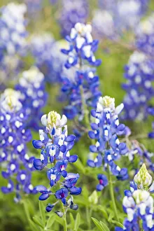 Images Dated 17th June 2021: Johnson City, Texas, USA. Bluebonnet wildflowers in the Texas Hill Country
