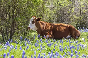 Livestock Prints: Johnson City, Texas, USA. Cow in bluebonnet wildflowers in the Texas Hill Country