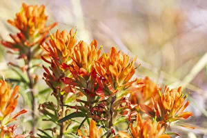 Johnson City Prints: Johnson City, Texas, USA. Indian Paintbrush wildflowers in the Texas Hill Country