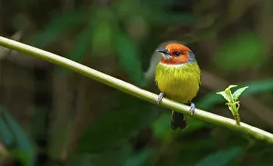 Johnson's tody- flycatcher searching for a meal in the deep forest of Northern Peru
