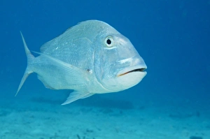 Netherlands Antilles Prints: Jolthead Porgy (Calamus bajonado), Bonaire, Netherlands Antilles, Caribbean