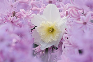 Images Dated 12th January 2011: Jonquil, Narcissis spp. among hyacinth flowers, Indianapolis, Indiana