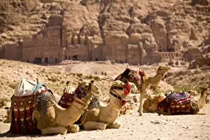 Saddle Prints: Jordan, Petra. Bedouin camel caravan rests along Street of Facades