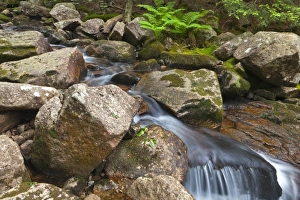 Mossy Prints: Jordan Stream in Acadia National Park, Maine, USA