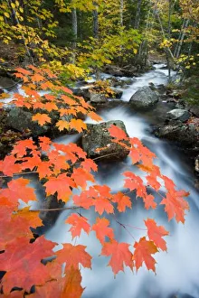 Briskly Prints: Jordan Stream in fall in Maines Acadia National Park. Sugar maple trees