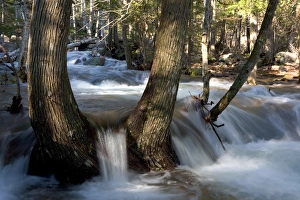 Images Dated 12th August 2015: Jordan Stream after heavy rains in spring. Acadia National Park in Maine
