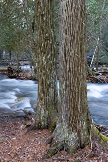 Images Dated 12th August 2015: Jordan Stream after heavy rains in spring. Acadia National Park in Maine
