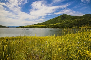 Images Dated 22nd June 2016: Jordanelle State Park, Utah. Field of wildflowers and boats on a lake