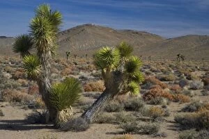 Images Dated 14th November 2005: Joshua Tree Coming into Death Valley from Lone Pine California