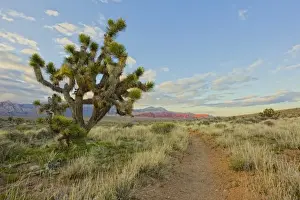 Conservation Area Prints: Joshua tree foreground on First creek canyon trail at Red Rocks Canyon National Conservation Area
