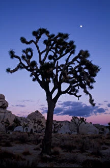 Images Dated 20th March 2007: Joshua Tree N. P. CA. Joshua tree and moon in Hidden Valley, Wonderland of Rocks