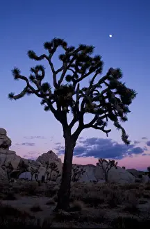 Uninhabited Prints: Joshua Tree N. P. CA. Joshua tree and moon in Hidden Valley, Wonderland of Rocks