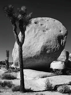 Colorado Desert Prints: Joshua Tree National Park, California