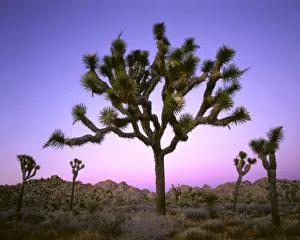 JOSHUA TREE NATIONAL PARK, CALIFORNIA. USA. Joshua tree (Yucca brevifolia) at dusk