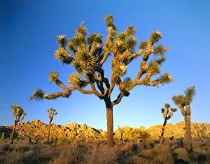 Joshua Tree National Park, California. USA. Joshua tree (Yucca brevifolia) at sunset