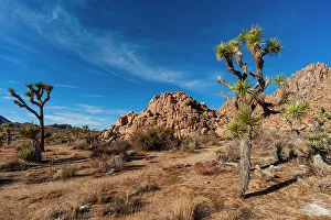 Joshua Tree National Park. California, USA