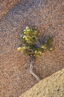 Joshua Tree Prints: Joshua Tree NP, Desert shrub and granite rock