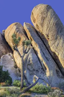 Public Lands Prints: Joshua Tree NP, granite rock formation and Joshua tree